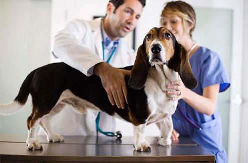 Vet and student assessing a dog